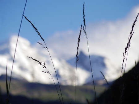 alps background with grass meadow frontの写真素材