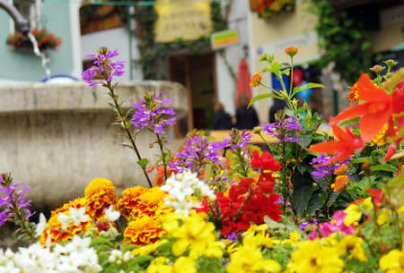 variety of colourful flowers background