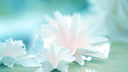 white rose flower wedding, valentine backgroundの写真素材