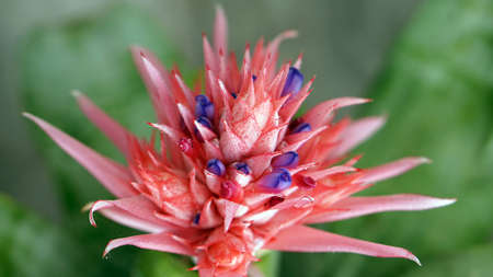 beautiful pink, red Bromeliad flowerの写真素材