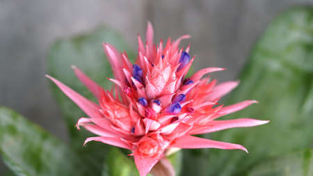 beautiful red pink Bromeliad flowerの写真素材