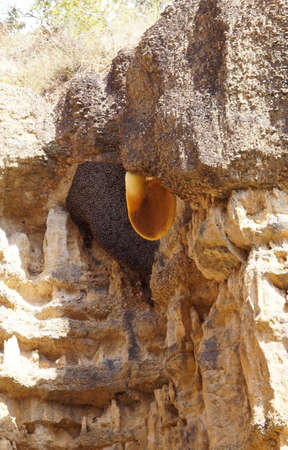 natural bee hive on mountain cliffの写真素材