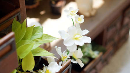 white flower with wood backgroundの写真素材