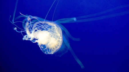 illuminated jellyfishes under ocean, beautiful and dangerous creatureの写真素材