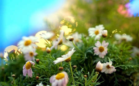 white flower bokeh blur light in eveningの写真素材