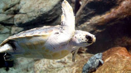 sea turtle swimmingの写真素材