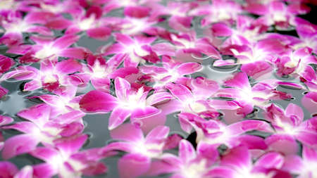 purple orchid floating in water abstract spa and relaxationの写真素材