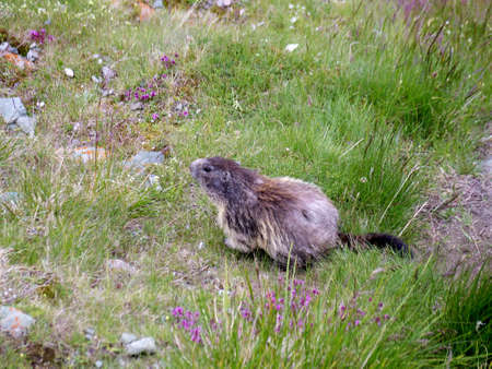 alphine marmot wildlife animal around European alpsの写真素材
