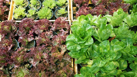 salad vegetable hydroponics garden with water droplets on leavesの写真素材