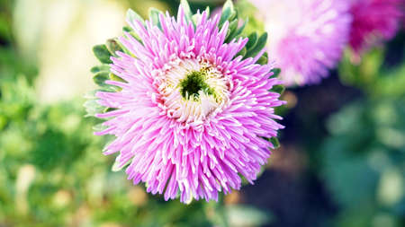 pink purple flower with pollen green blur backgroundの写真素材