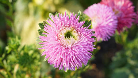 pink purple flower with pollen green blur backgroundの写真素材