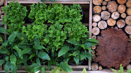 vertical green and wood garden landscape and designの写真素材