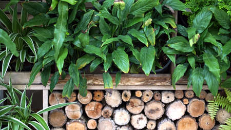 vertical green and wood garden landscape and designの写真素材