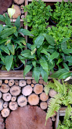 vertical green and wood garden landscape and designの写真素材