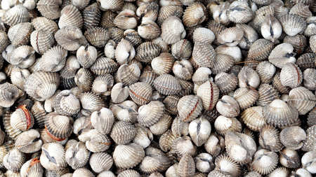 Blood cockle before grill, shell seafood for tropicalの写真素材