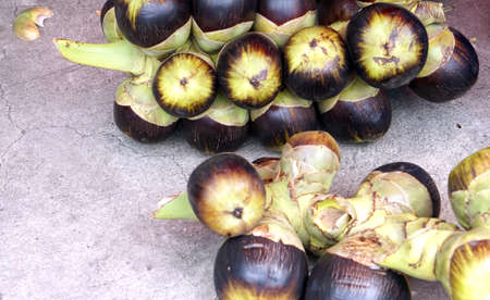 Sugar palm fruit, toddy trpical plantの写真素材