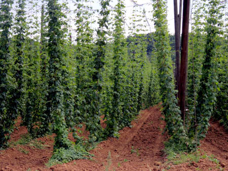black pepper farm argicultural in Europe