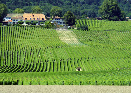 Vinyard farm argicultural around Italy, view from road sideの写真素材