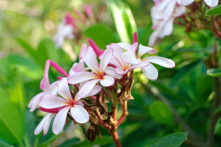 tropical pink flower on green tree backgroundの写真素材