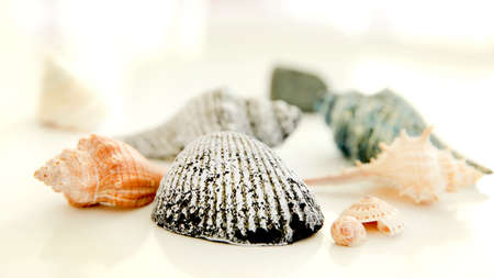 variety of sea shells on white backgrondの写真素材