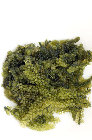 Sea grape seaweed, uni budou. japanese ocean seaweed food. great food for vegan and vegetarianの写真素材