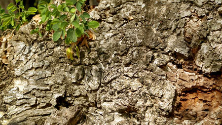 Old tree trunk texture backgroundの写真素材