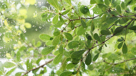 green leaves background with water droplets on glass window copy space