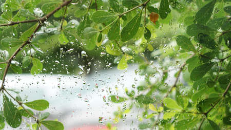 green leaves background with water droplets on glass window
