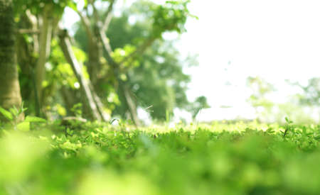 Soft green lush plant field background with blur bokeh and half white copy spaceの写真素材