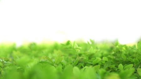 green lush plant field with blur bokeh and half white copy spaceの写真素材