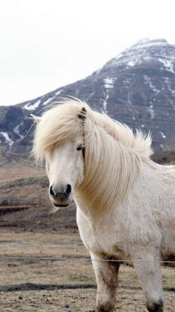 Beautiful white Icelandic horse portrait. Horseâs mane moving from strong wind の写真素材