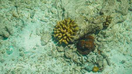 Camouflage octopus waiting for opportunities for food. Business abstract hiding, blending and patienceの写真素材