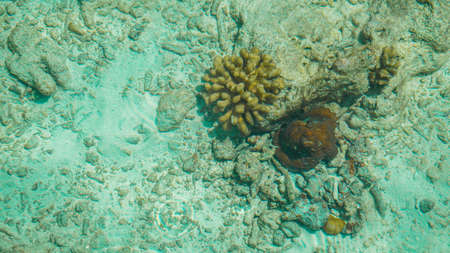 Camouflage octopus waiting for opportunities for food. Business abstract hiding, blending and...