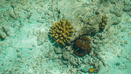 Camouflage octopus waiting for opportunities for food. Business abstract hiding, blending and patienceの写真素材