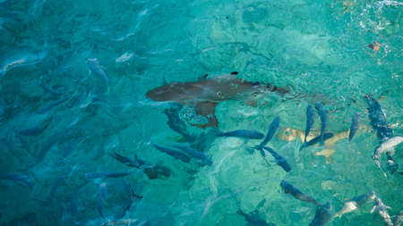 Shark among school of reef fish, turquoise clear ocean. BUsiness concept be unique and outstnading from otherの写真素材