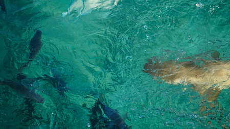 Shark among school of reef fish, turquoise clear ocean. BUsiness concept be unique and outstnading from otherの写真素材