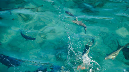 Shark among school of reef fish, turquoise clear ocean. BUsiness concept be unique and outstnading from otherの写真素材