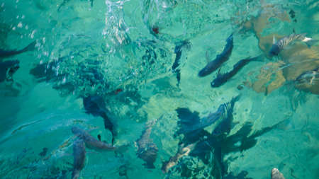 Shark among school of reef fish, turquoise clear ocean. BUsiness concept be unique and outstnading from otherの写真素材