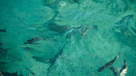Shark among school of reef fish, turquoise clear ocean. BUsiness concept be unique and outstnading...