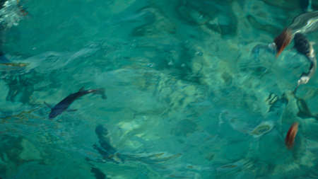 Shark among school of reef fish, turquoise clear ocean. BUsiness concept be unique and outstnading...