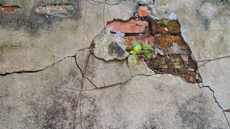 Cracked old brick and concrete wall covered with moss and tree trunk. high humidity abandon texture backgroundの写真素材