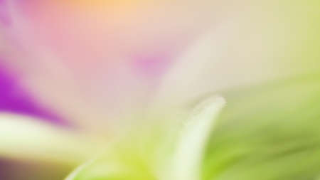 Vibrant color magenta and green nature background. Abstract poweful, full of life summer imageの写真素材