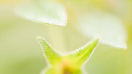 Soft focus flower start to bloom, green nature beginning of life backgroundの写真素材