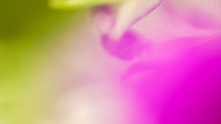 Vibrant color magenta and green nature background. Abstract poweful, full of life summer imageの写真素材