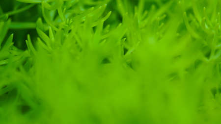 Green plant macro soft focus, abstract nature background with copy spaceの写真素材