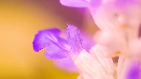 Blur flower pink purple macro focus pastel soft color nature backgroundの写真素材