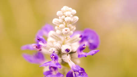 Blur flower pink purple macro focus pastel soft color nature backgroundの写真素材