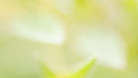 Soft focus flower start to bloom, green nature beginning of life backgroundの写真素材