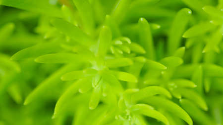 Green plant macro soft focus, abstract nature background with copy spaceの写真素材
