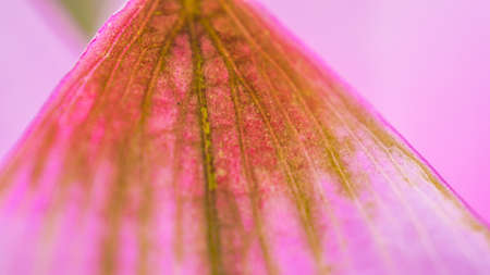 Woman beauty and cosmetic abstract concept. Old dreid pink petal, vagina metaphorの写真素材